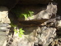 Vegetace bojuje o žití ve skalních puklinách.