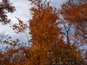 Bukové listy v barvě podzimu, těsně před opadáním.