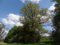 Statný dub na východním okraji chráněného území.