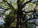 Pohled vnitřkem koruny mohutného dubu u Odry.