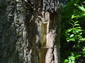 Lehce narušená kůra mohutného dubu u Odry.