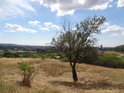 Keřík a stromek na vrcholu Malého Medláneckého kopce.

