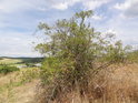 Šípkový keř na vrcholu Malého Medláneckého kopce.