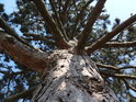 Při pohledu do koruny borovice je jasné, že do výšky se nepožene, spíše bude sílit.
