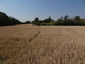 Pěšina lánem pšenice mezi Miroslavskými kopci.
