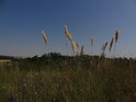 Pohled přes kvetoucí trávu na blankytnou letní oblohou z pozice ležícího střelce.