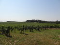 Vinohrady pod Miroslavskými kopci jsou rozsáhlé.