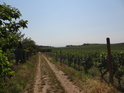 Cesta mezi vinohrady.