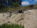 Vyschlý borový pařez na vyprahlé hraně pískového lomu.