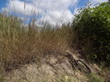 Suché léto suchého roku na vyprahlé zemi za hranou pískového lomu, tam se sice tráva udrží, ale je vyschlá též.