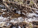 Předjaří na malém potůčku o sobě dává vědět společenstvím ledu i první zelenající se trávy.