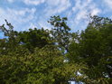 Oblačné nebe nad zelenými stromy.