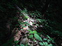 Zlomený suchý klacík na slunečním ostrůvku ve svažitém lese.