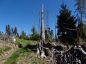 Vnější hraniční znak chráněného území na smrkovém pahýlu u lesní cesty.