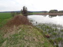 Hráz rybníka Návesník je kryta v jednom místě také hustým šípkovým křovím.
