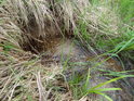 Dosti zlověstný pramínek, kudy utíká voda přes hráz rybníka Návesník.
