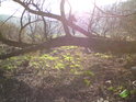 Sluneční momentek s ležatou vrbovou větví.
