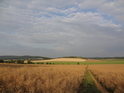Zralé řepkové pole, pak letiště Medlánky a na zelené části kopce vzadu, v jeho pravé části jsou Netopýrky.