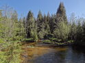 Slatinný potok zurčí lesem, aby později posílil vody Křemelné.
