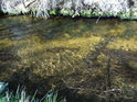 Slatinná barva Slatinného potoka je v příhodném okamžiku poněkud světlejší.