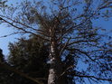 Pohled do koruny borovice říká, že spíše přežívá, nežli žije.