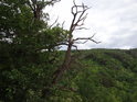 Přes dubovou soušku lze dohlédnout na protější vrch Hády.