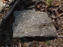 Kamenný úlomek poměrně pravidelného tvaru obklopený loňskými bukvicemi.