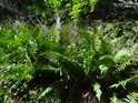 Okouzlující kapradiny na okraji lesního suťového pole.