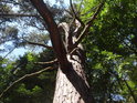 Pokroucená borovice pod vrcholem Ochozy zalitá slunečním svitem.