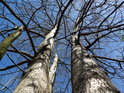 Neživý pahýl je dobře poznat mezi živými stromy, ač jim stále schází listí.
