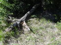 Rozpadající se a obrůstající špička padlé borovice.