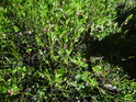 Sytě zelené borůvčí s nasazenými borůvkami.