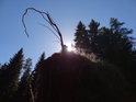 Ojedinělý kořen čouhá z vývratu slunečními paprsky zalitého.
