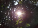 Letní Slunce se probíjí přes lískové listy v javorovém lese.