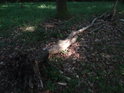 Malý sluneční ostrůvek na středu padlého kmene dubu.