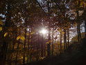 Nízké podzimní Slunce proniká přes podzimní bukové listí v Pekle.