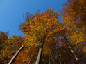 Fantasticky žluté bukové listí kontrastuje s blankytnou modří oblohy.