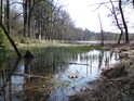 Jarně vodní zátiší u rybníka Pětinoha.
