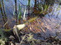 Větev leží v mělké části rybníka teprve krátce.
