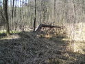 Zlomený strom v severozápadní části chráněného území.
