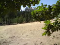 Věru zajímavý pohled přes dubové listí na písečnou dunu.