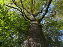 Lužní dub v teplé oblasti je ještě na konci října plný zeleně.