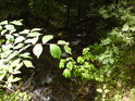 Světelný rozdíl mezi Sluncem zalitým listím a tím zastíněným je značný, potok však teče, kudy je nejmenší odpor.
