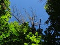 Nad živými listy ční souška stromu, kontrastující proti modré obloze.