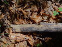 Úlomek bukové větve ve starém bukovém listí.