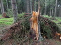 Zpracované dřevo je již pryč, pahýl smrku a jeho větve jsou na místě.