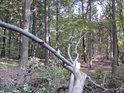 Pohled přes usychající padlé bukové větve do lesa.
