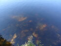 Barva vody Prášilského jezera je tradiční slatinná.