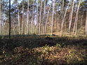 Přesypy u Rokyta tvoří především borovice.
