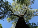 Mohutný topol bílý v parku Střelnice, ovšem právě tento strom dokáže z člověka energii doslova sát.
